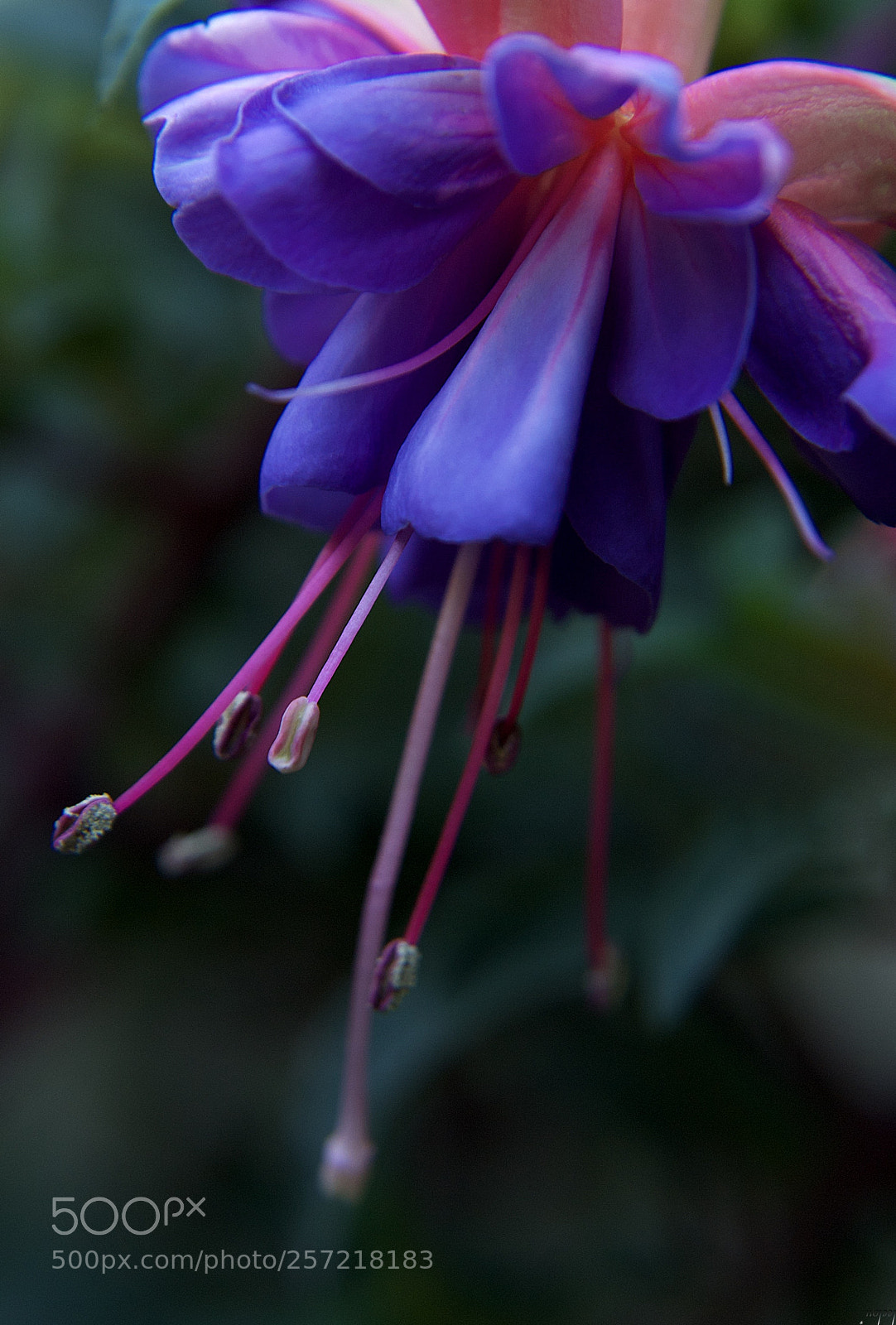 Nikon D3100 sample photo. Heat of heart...* photography