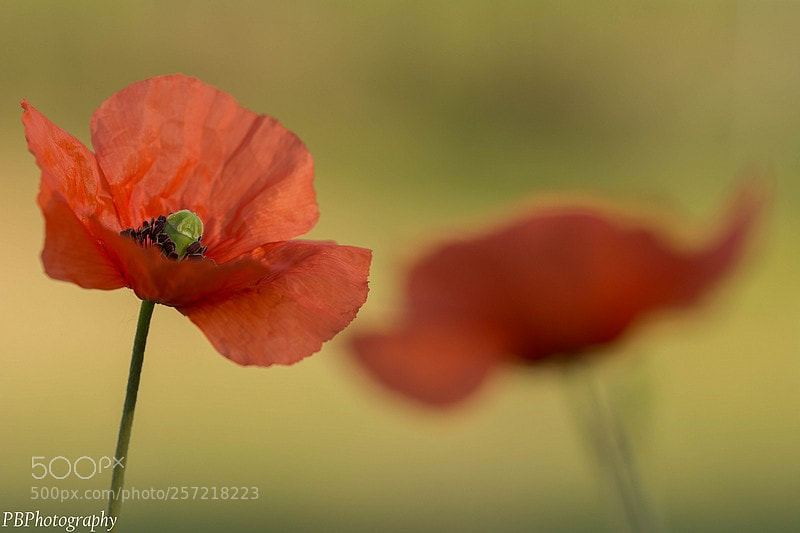 Nikon D7100 sample photo. Poppy photography