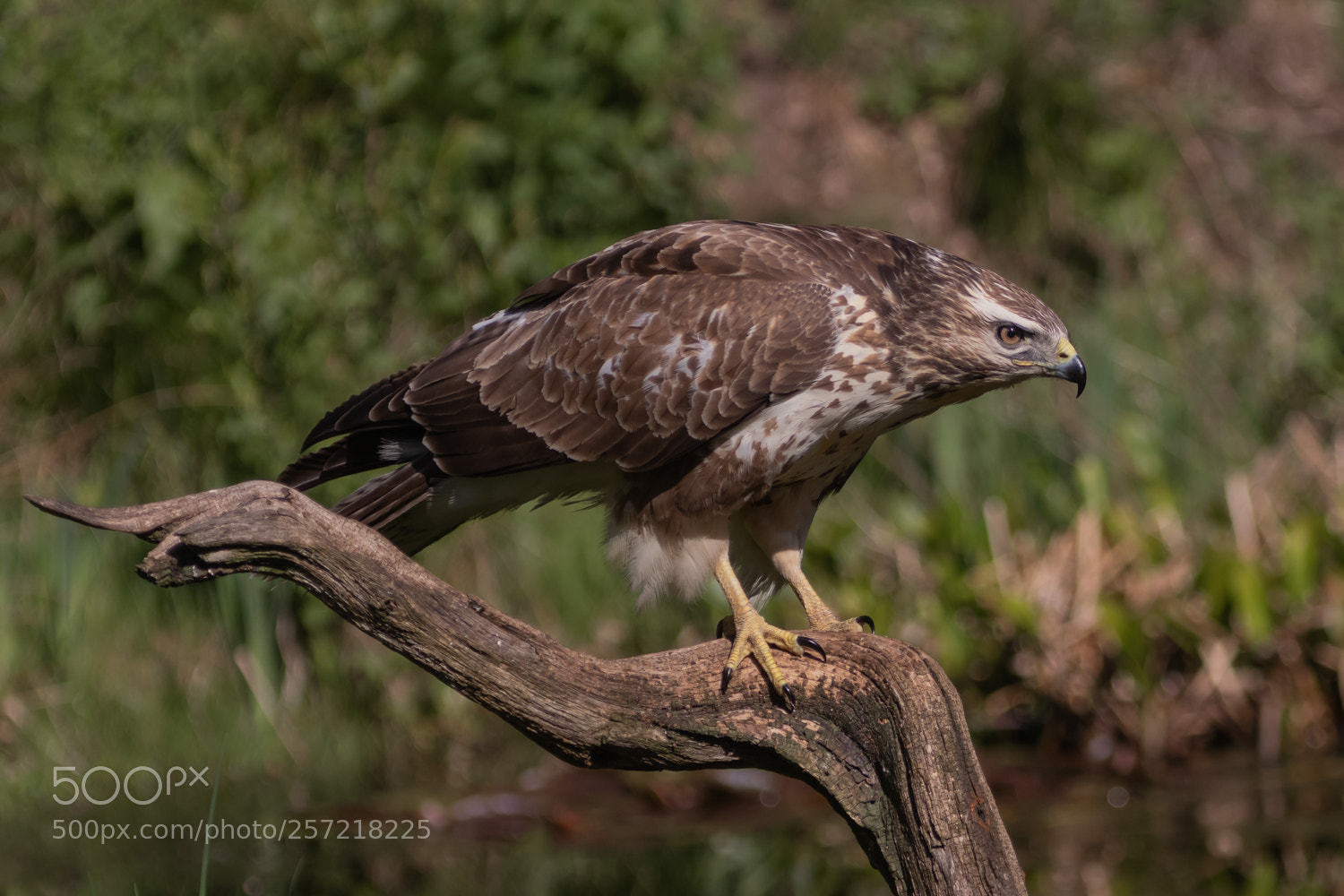 Canon EOS 80D sample photo. Buizerd photography