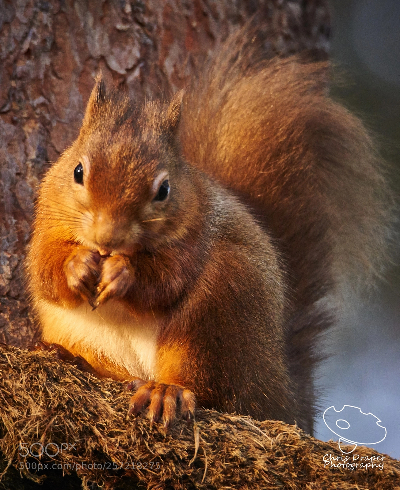 Sony ILCA-77M2 sample photo. Red squirrel photography