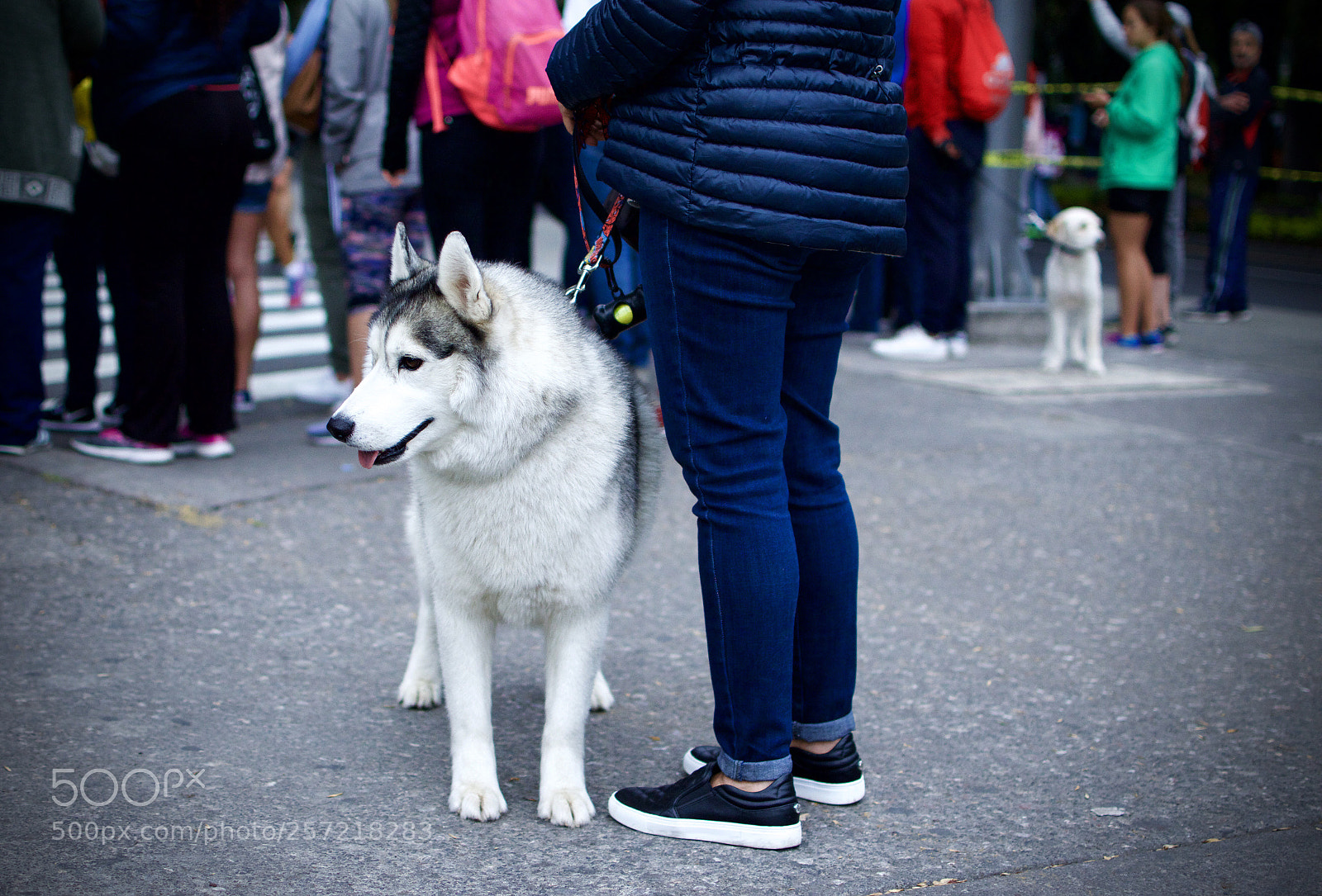 Nikon D5600 sample photo. Husky siberian photography