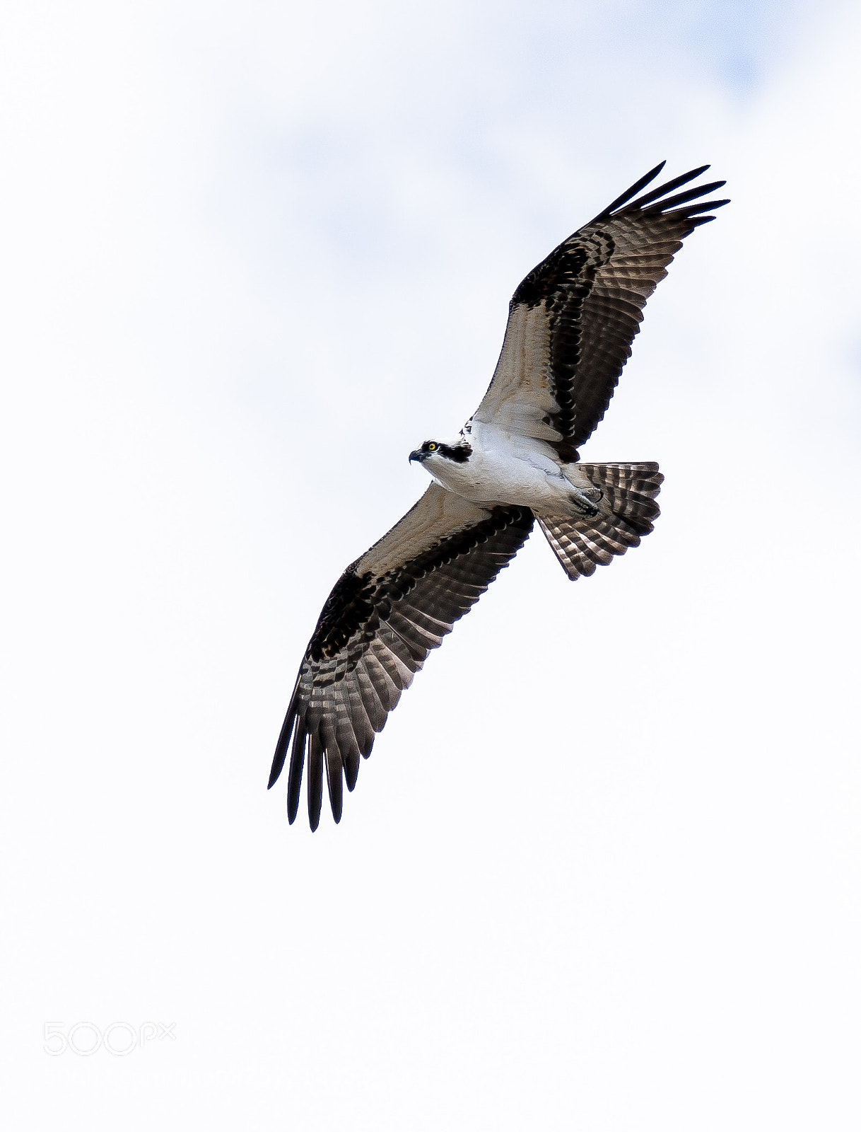 Sony a99 II sample photo. Cruising  photography