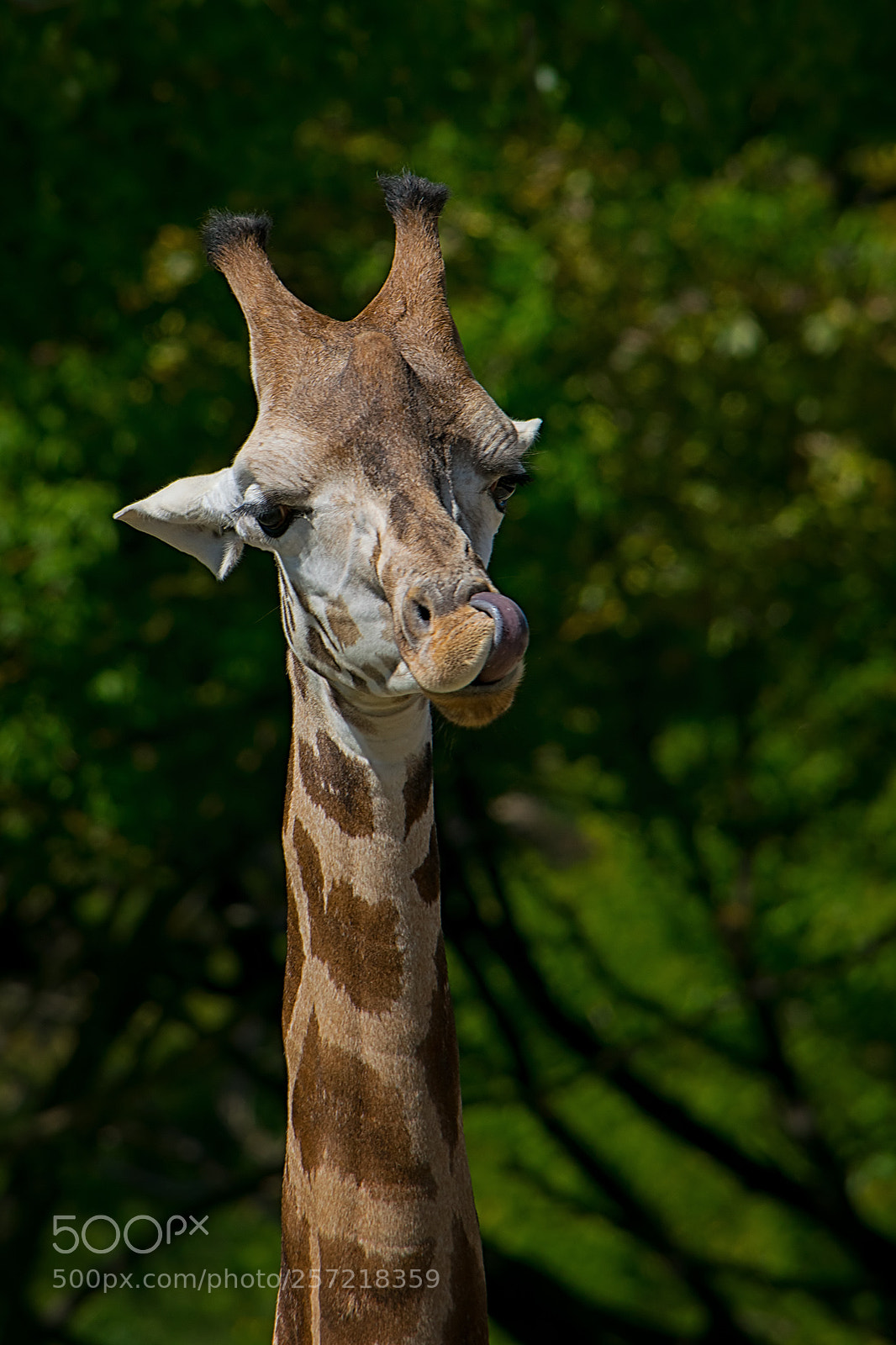 Nikon D3300 sample photo. Irafa rothschildova - giraffe photography