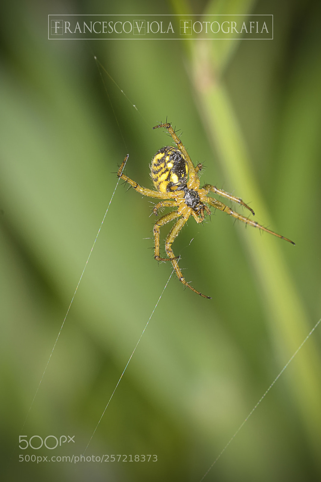 Nikon D7100 sample photo. Spider photography