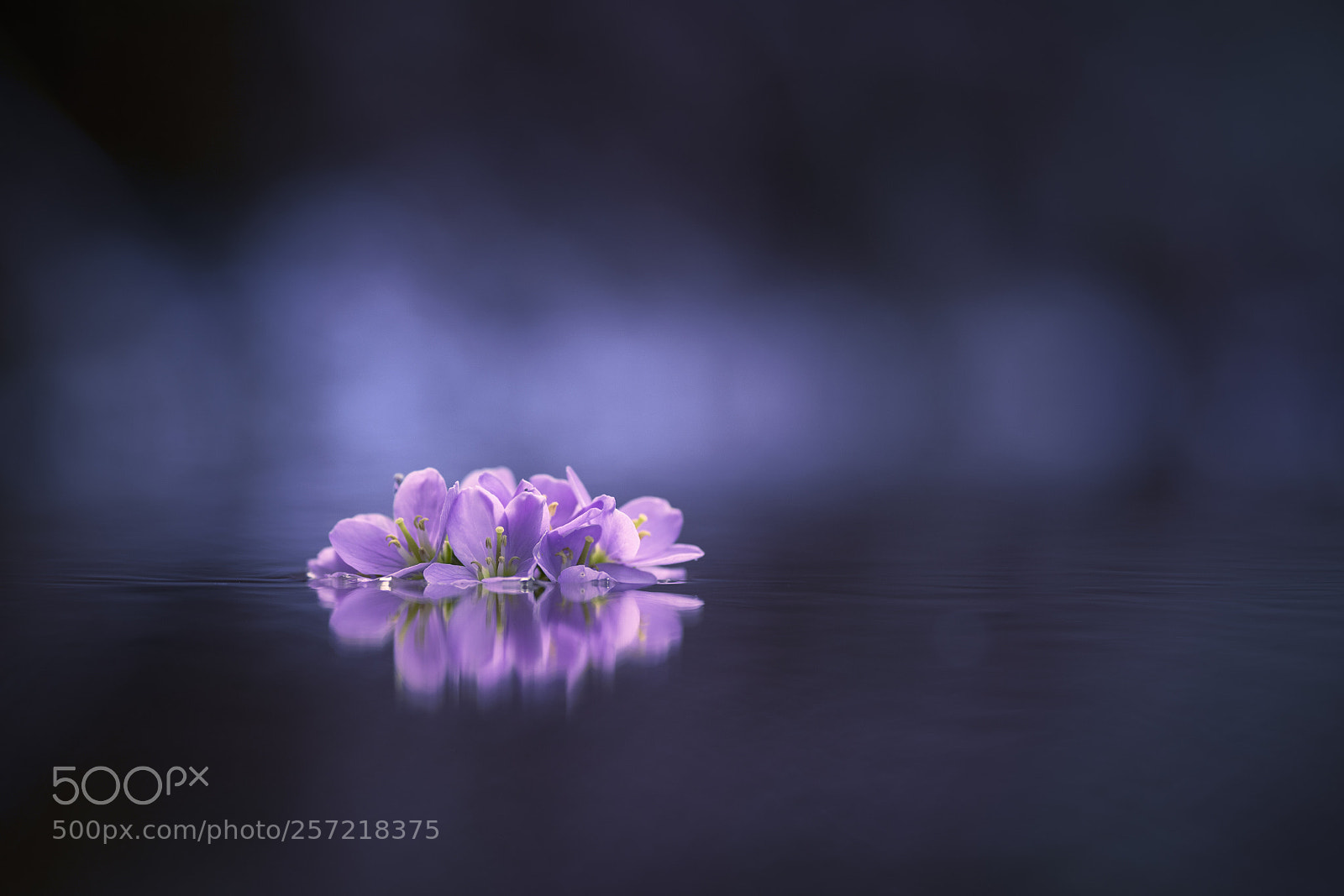 Nikon D7200 sample photo. Purple in the blue photography