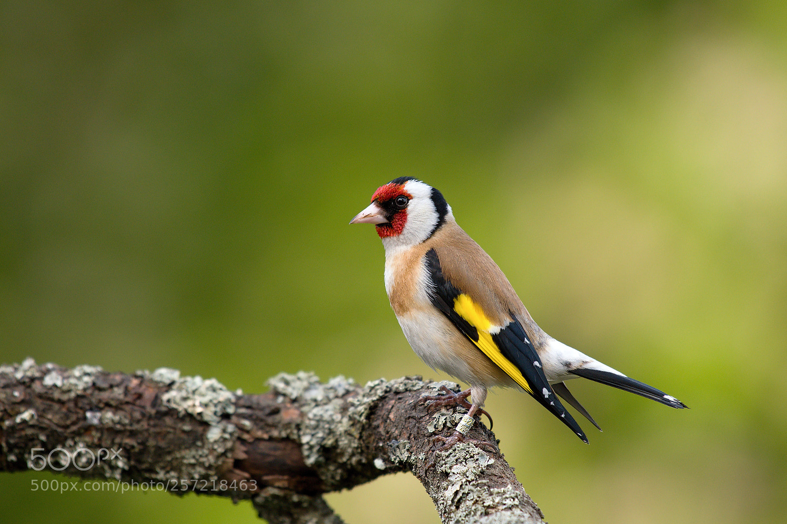 Nikon D500 sample photo. Goldfinch photography