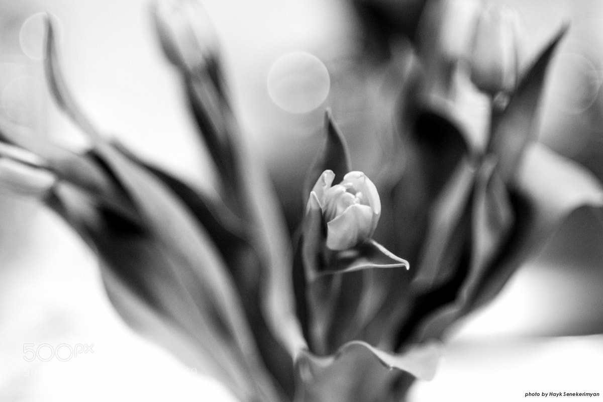 Fujifilm X-T10 sample photo. Tulips. photography