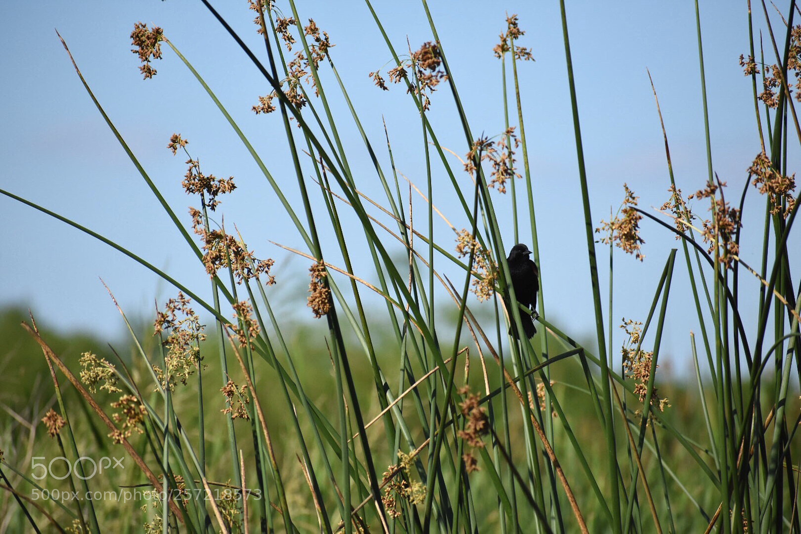 Nikon D7200 sample photo. Wetlands photography