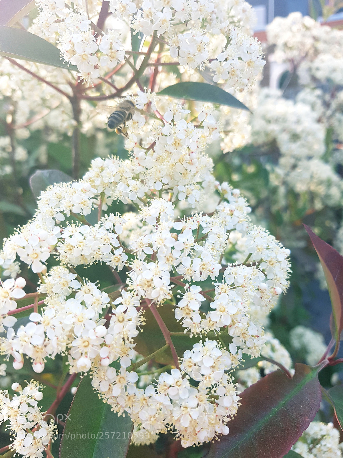 Samsung Galaxy S7 sample photo. The hum of bees photography