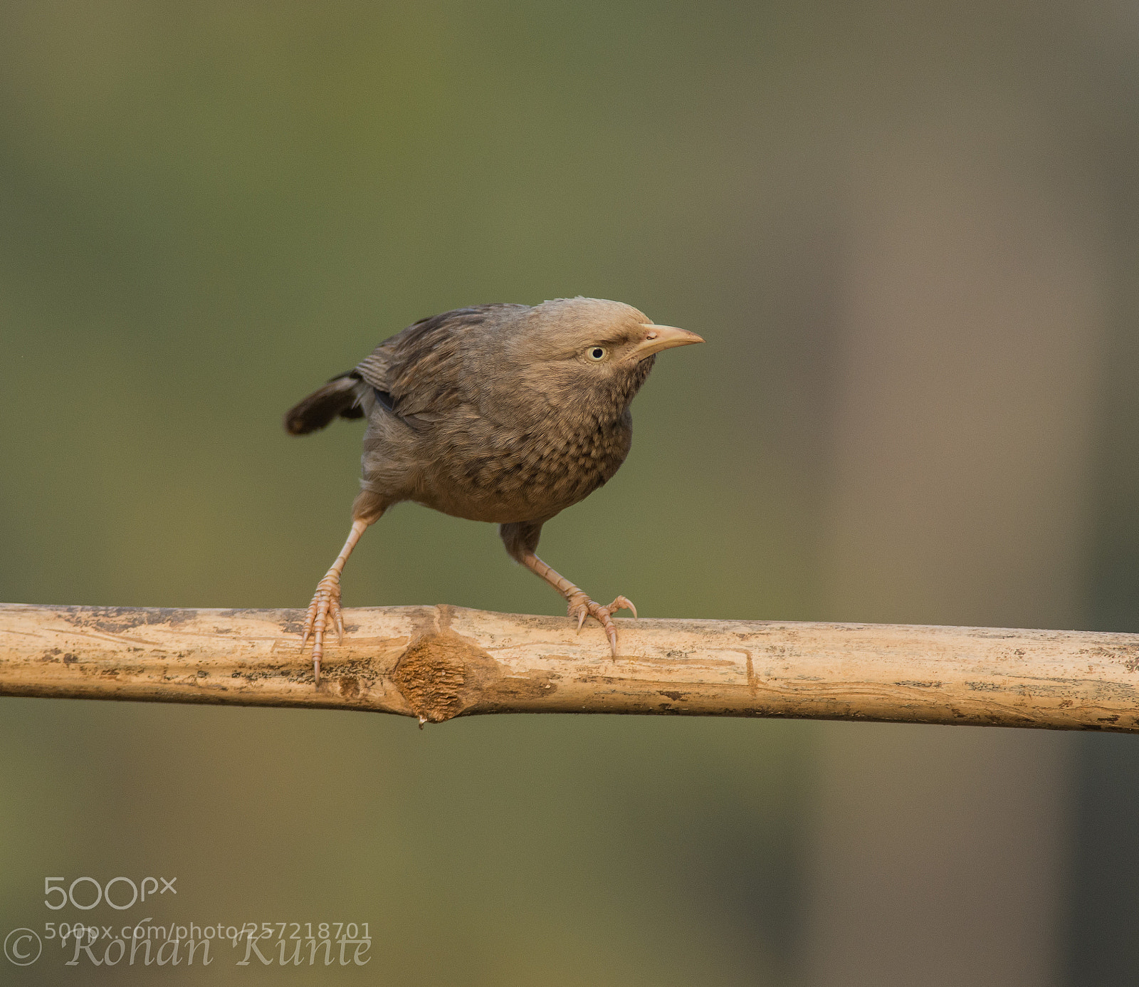Nikon D7100 sample photo. Jungle babbler - 2 photography
