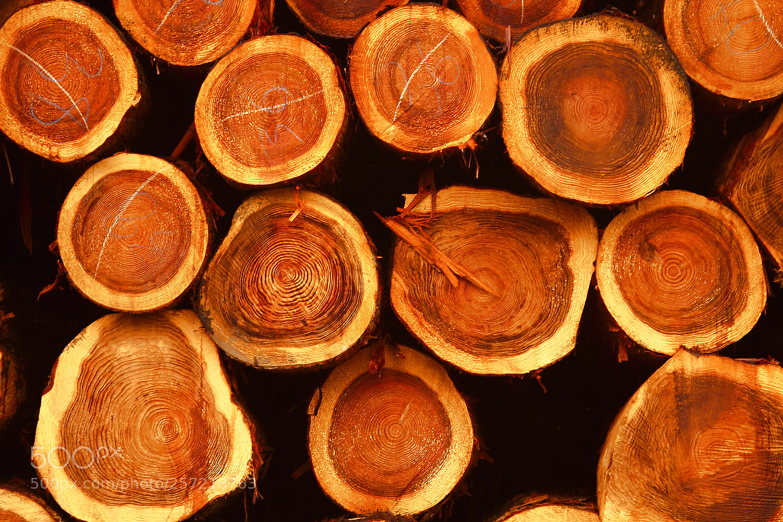 Canon EOS 7D + Canon EF 50mm F1.8 II sample photo. Woods photography