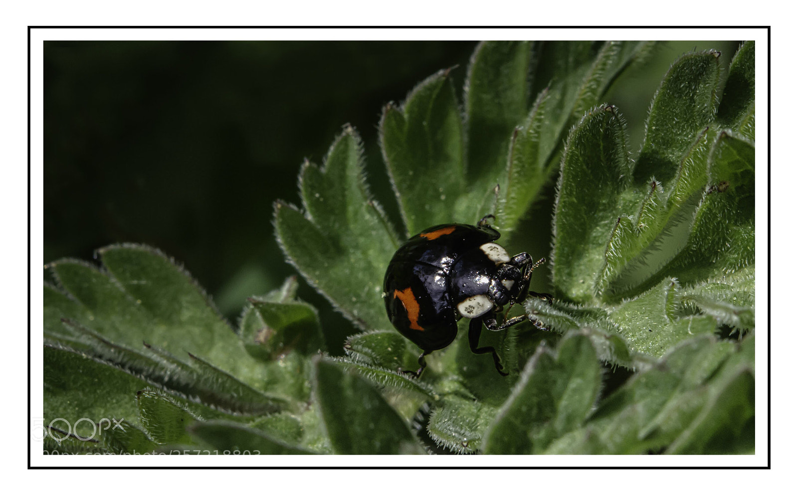 Nikon D7100 sample photo. Harlequin ladybird photography