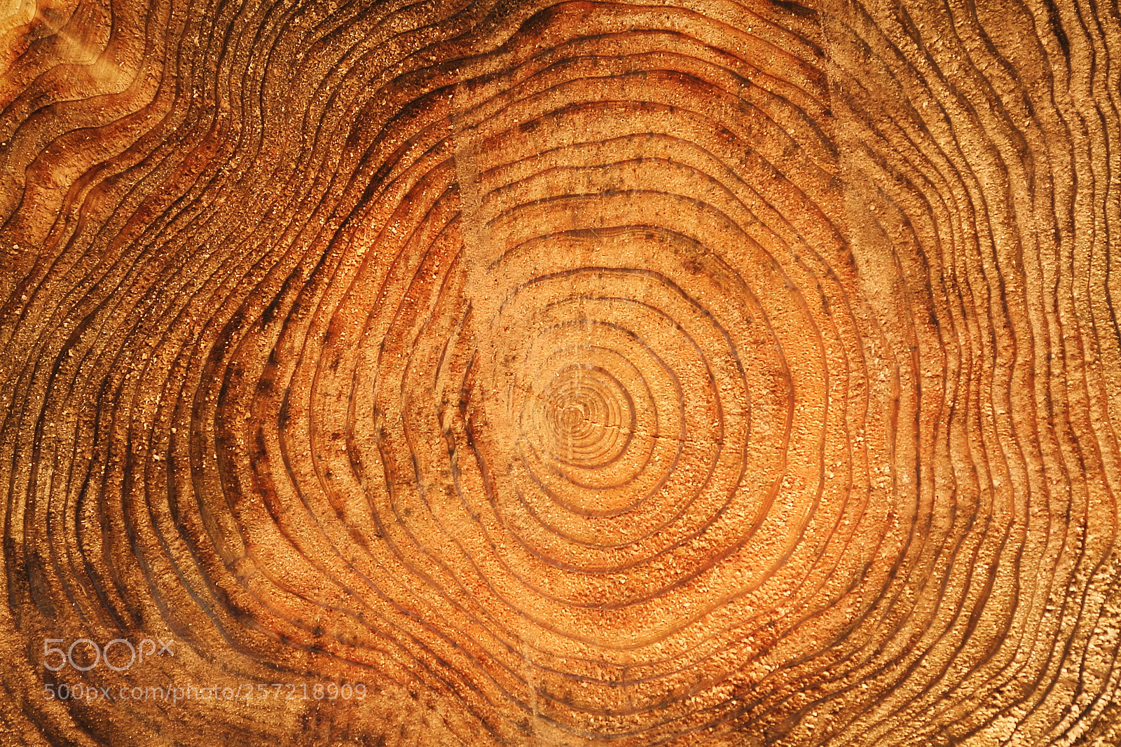 Canon EOS 7D + Canon EF 50mm F1.8 II sample photo. Wood photography