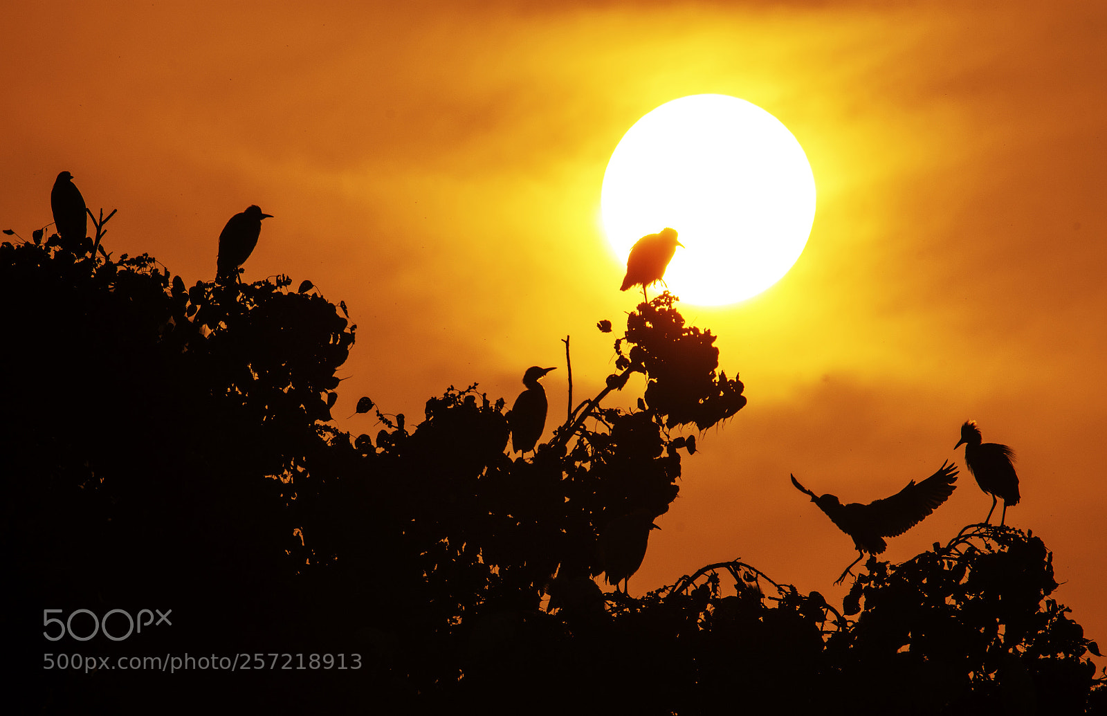 Nikon D7200 sample photo. Sunset in the park photography