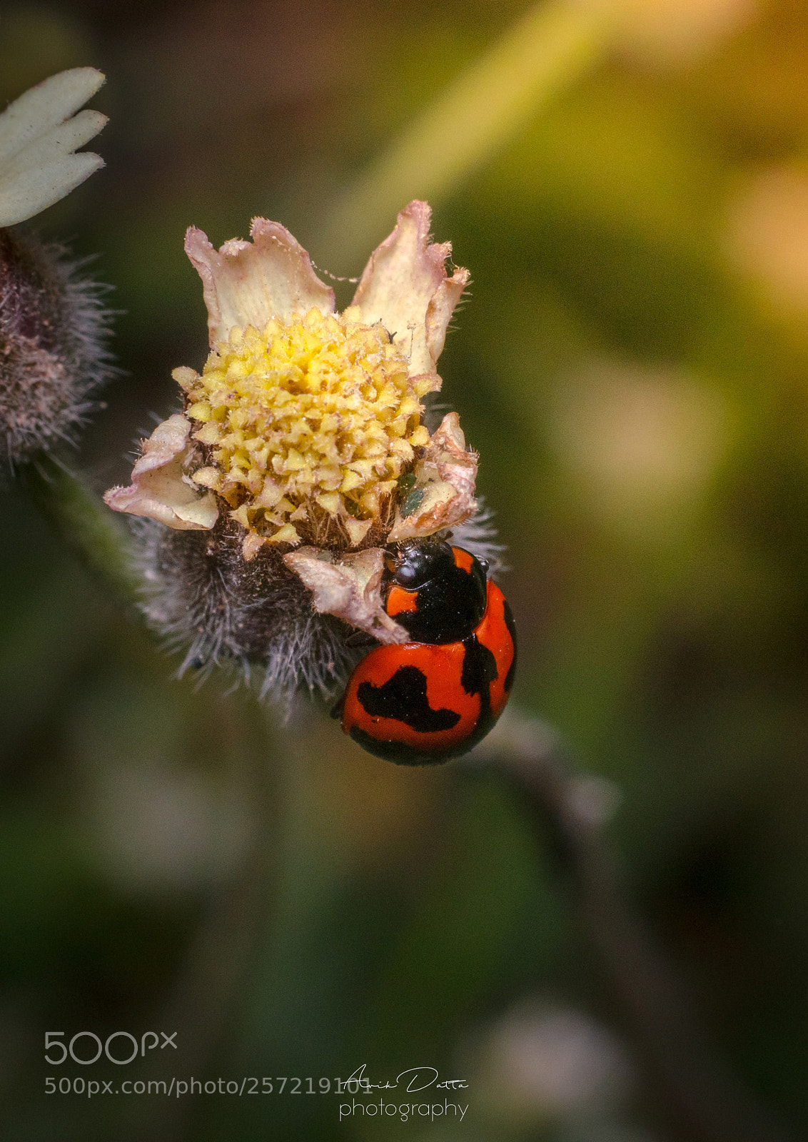 Nikon D5100 sample photo. Touch the sunshine photography