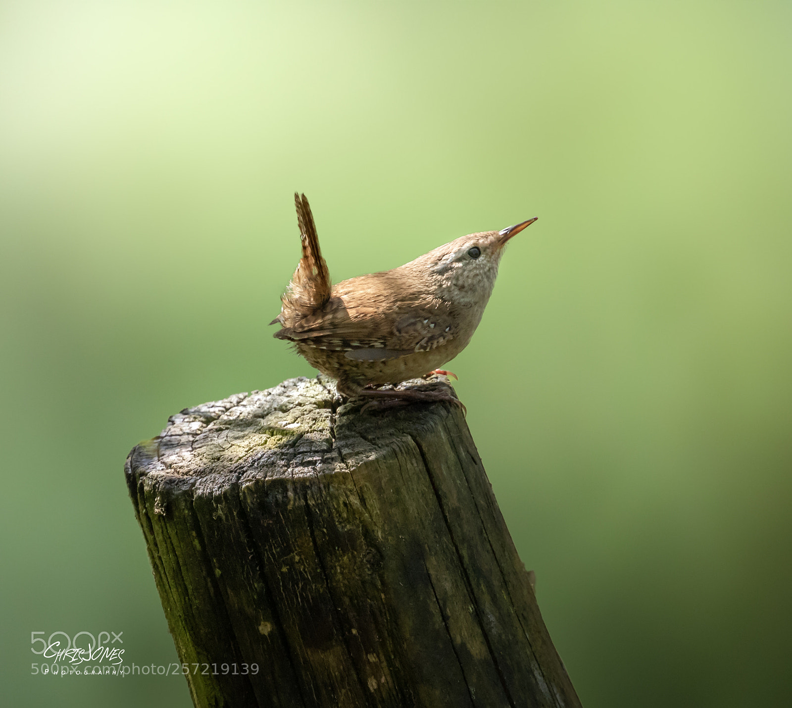 Canon EOS 7D Mark II sample photo. Wren photography