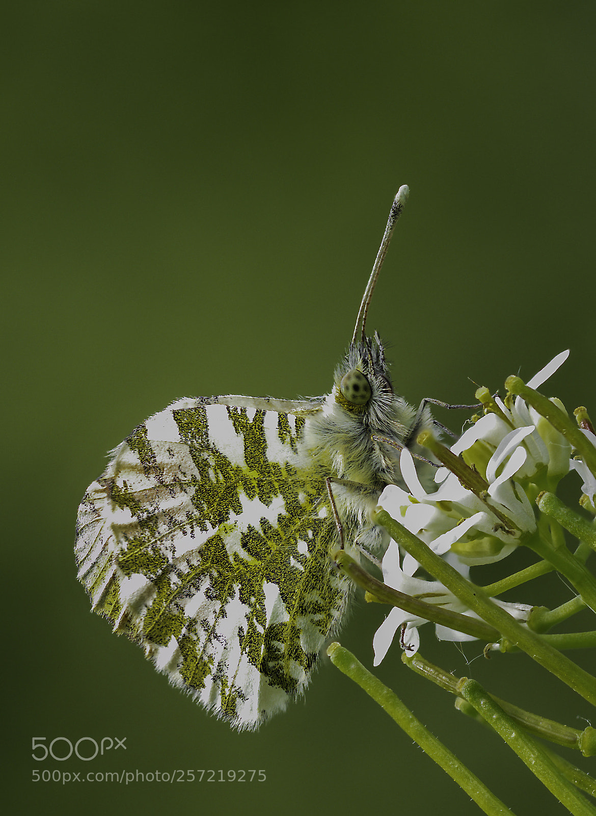 Olympus OM-D E-M1 Mark II sample photo. Anthocharis cardamines #4 photography