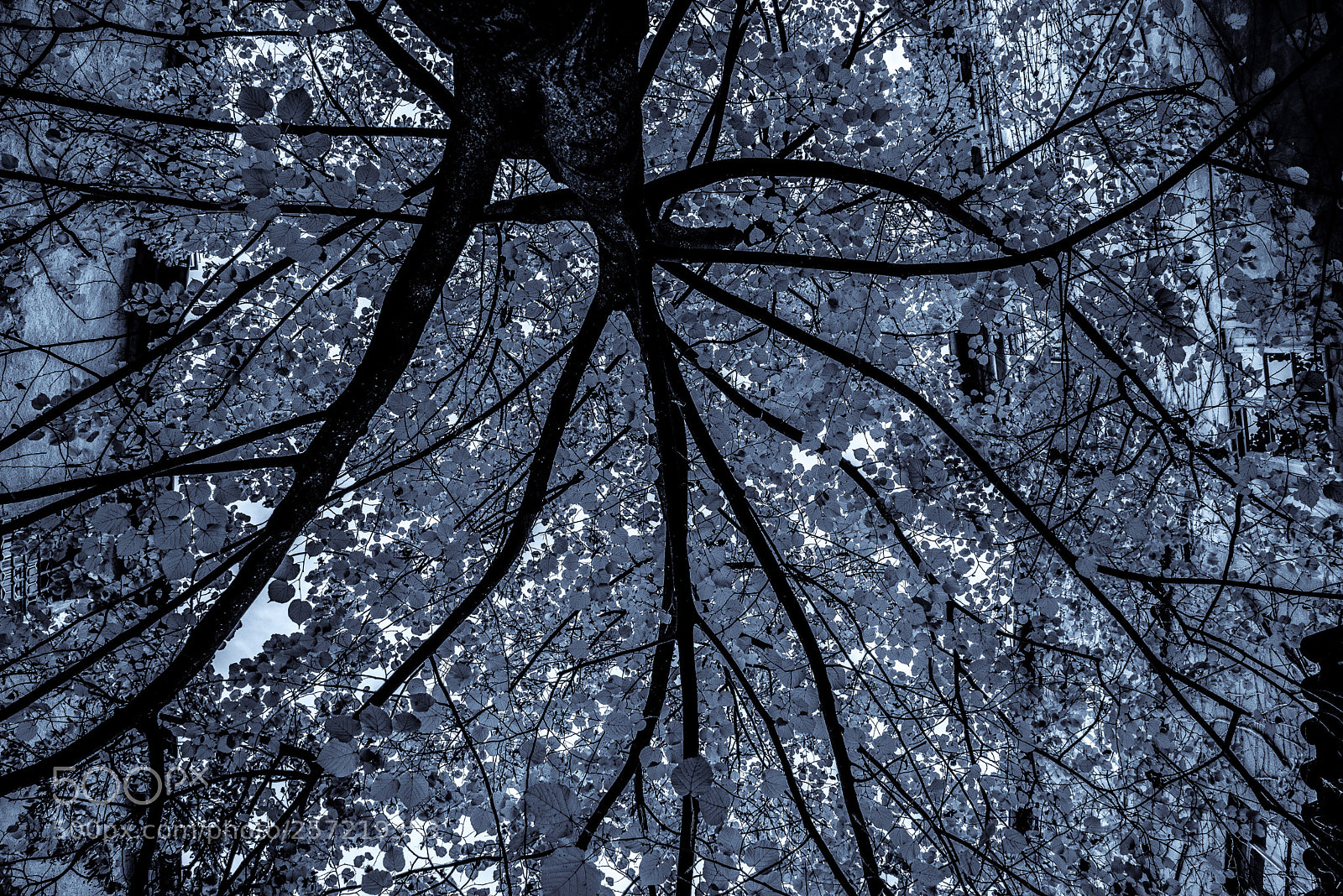 Nikon D750 sample photo. The leaf tree photography
