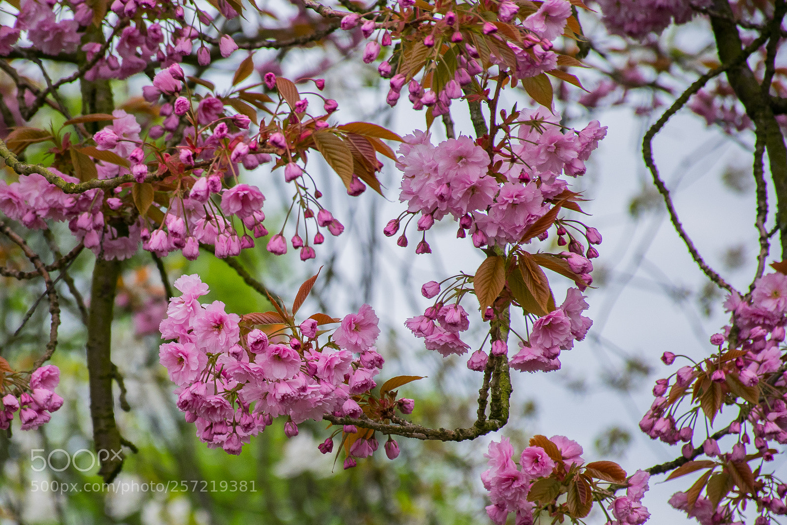 Nikon D5300 sample photo. Flowers photography