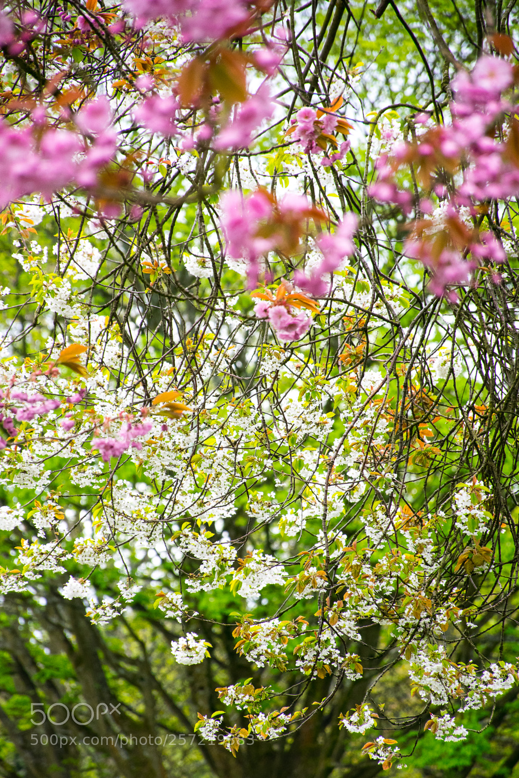 Nikon D5300 sample photo. Flowers photography