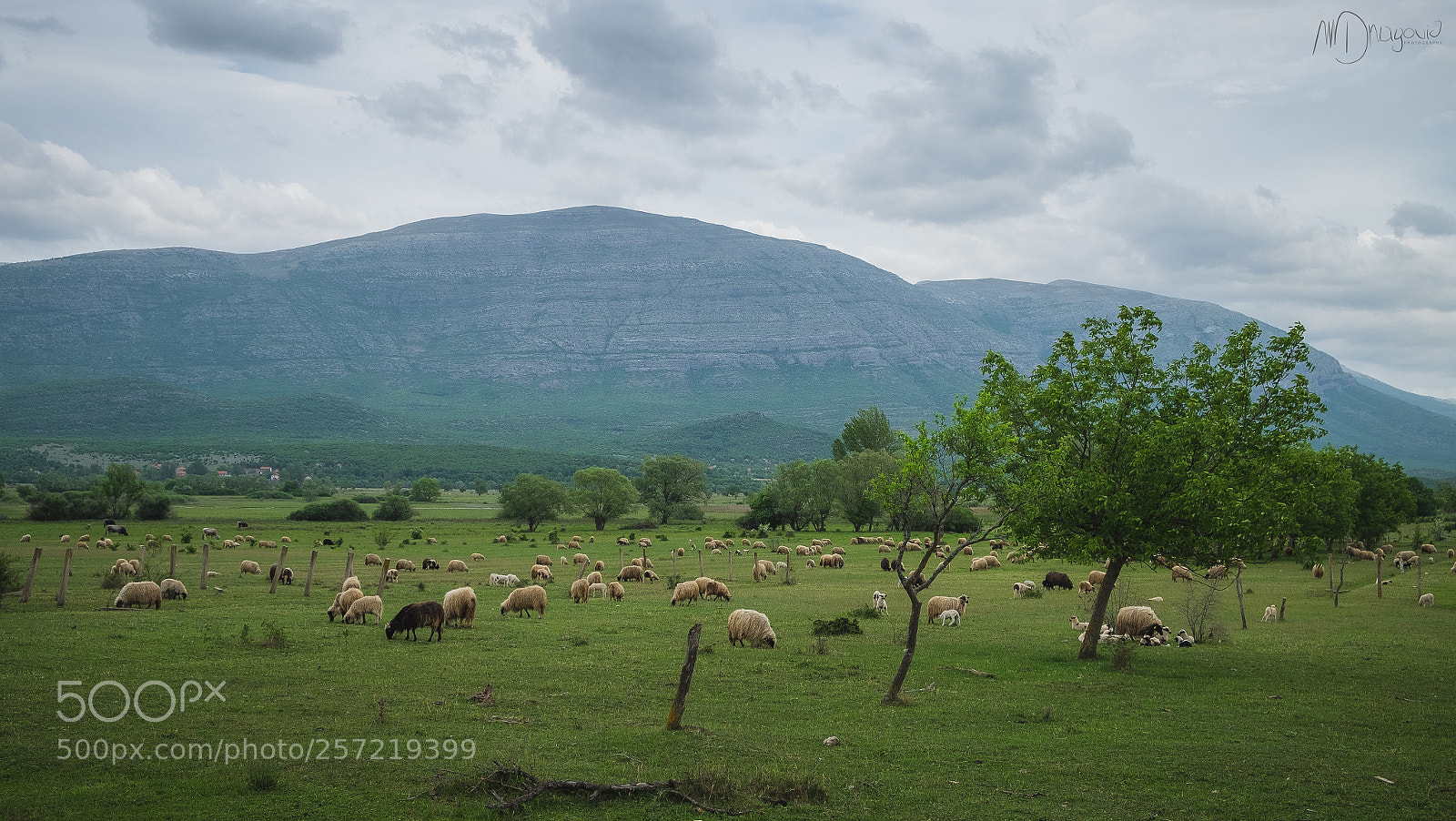 Fujifilm X-T10 sample photo. 300 sheeps photography