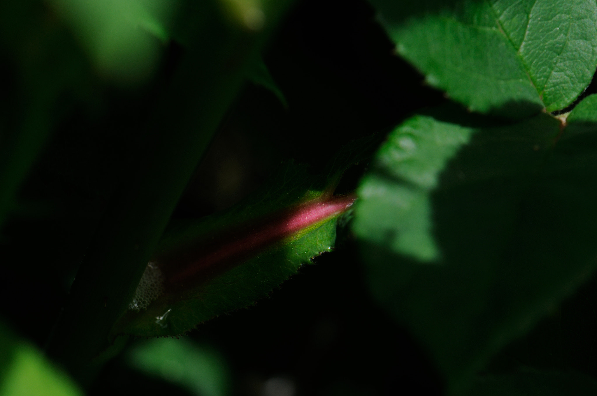 Nikon AF-S Micro-Nikkor 105mm F2.8G IF-ED VR sample photo. Red photography