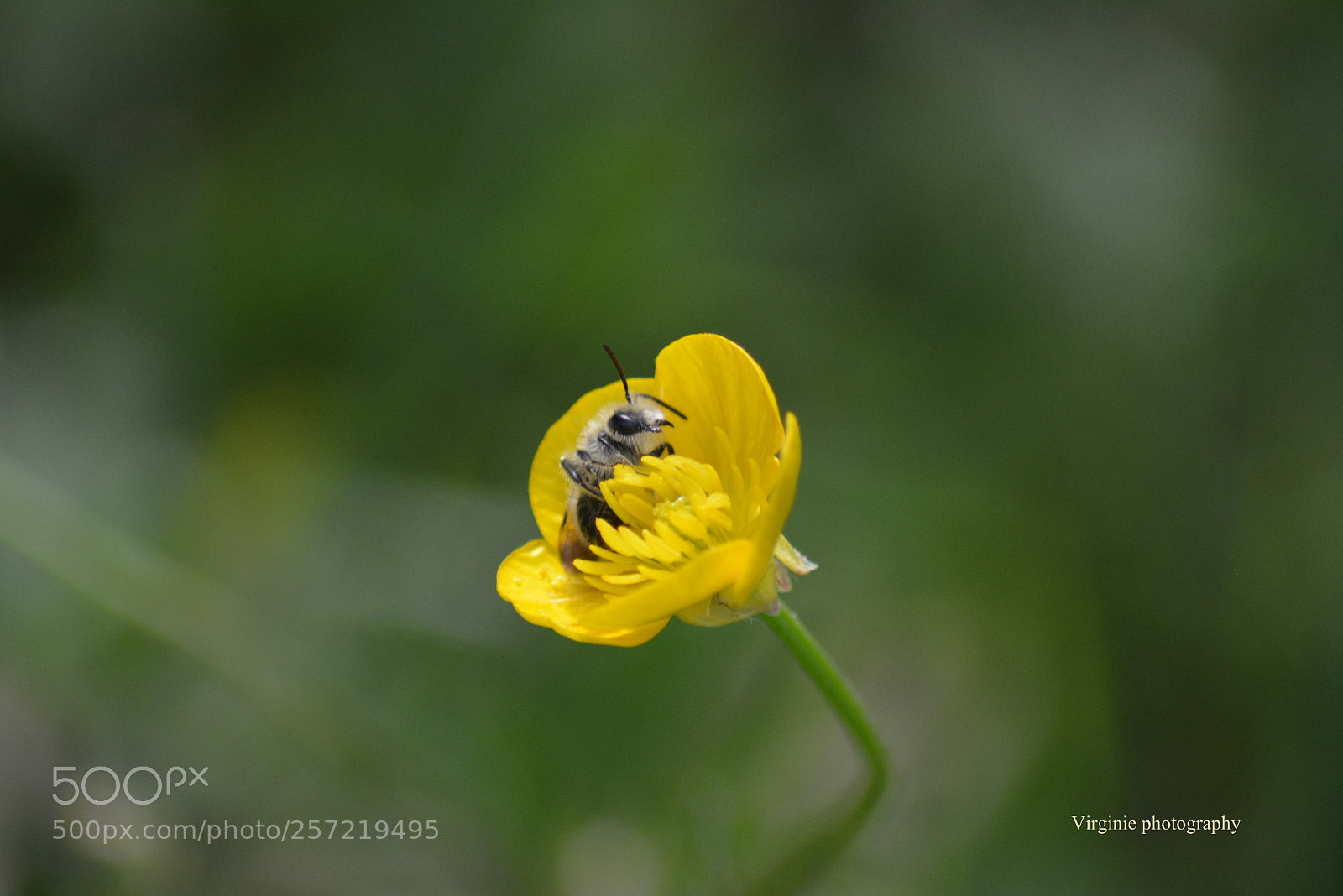 Nikon D5200 sample photo. ? photography