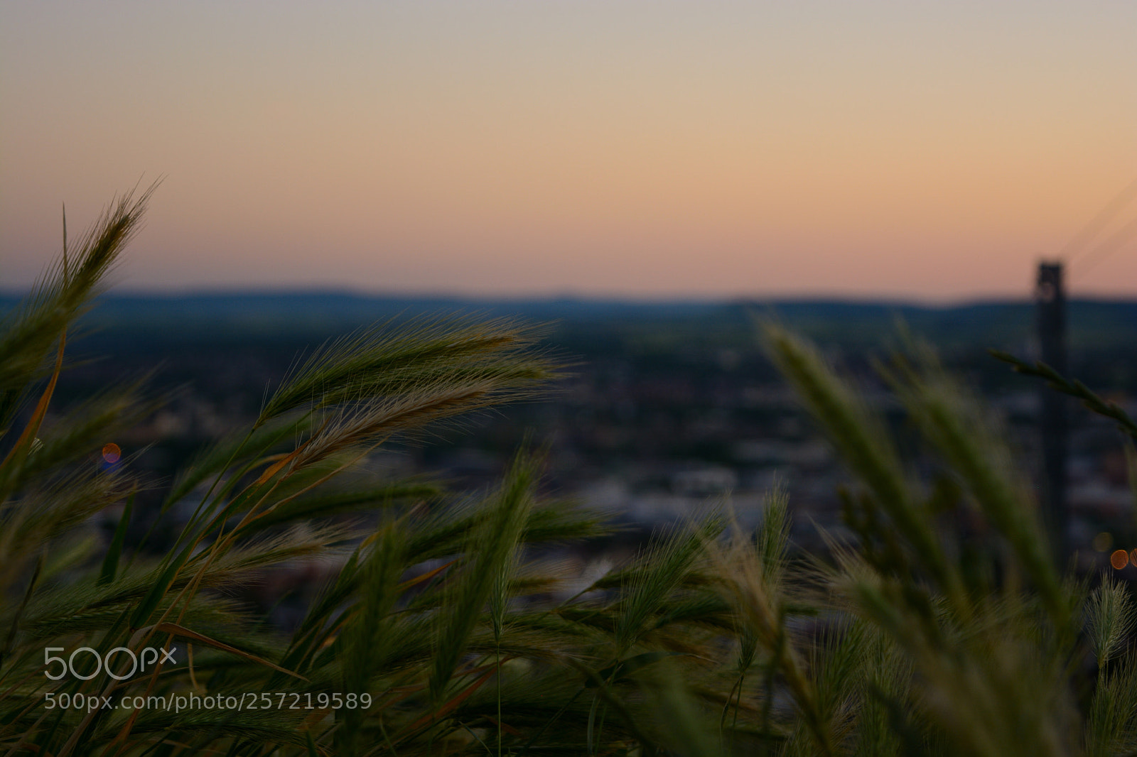 Nikon D5200 sample photo. Flowers in the sunset photography