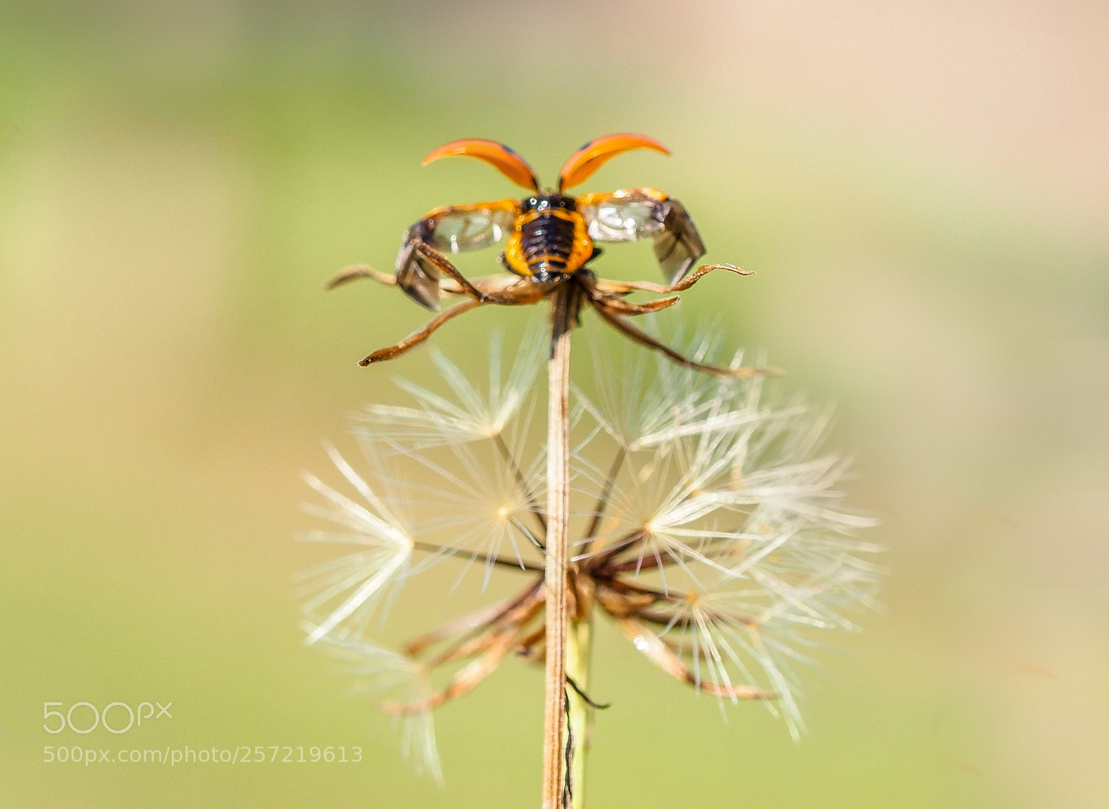 Olympus OM-D E-M1 Mark II sample photo. Ladybug and dandelion photography