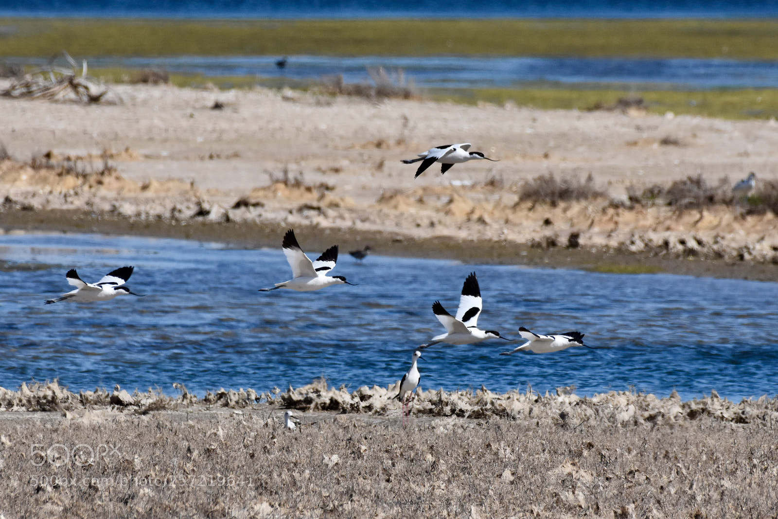 Nikon D7200 sample photo. Avocettes élégantes photography