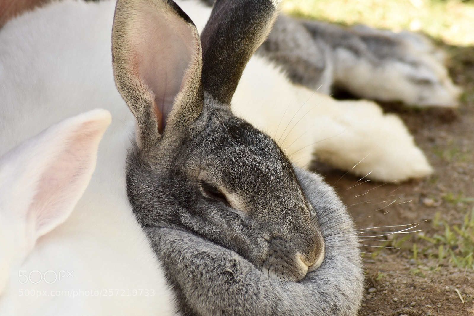 Nikon D3400 sample photo. Flemish rabbit photography