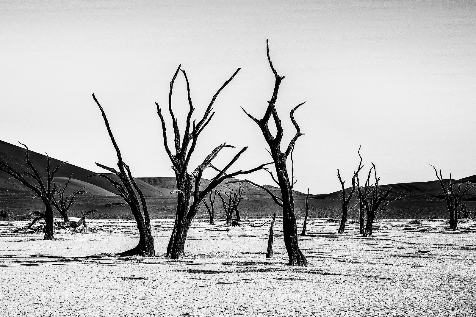 Nikon D7000 sample photo. Death nature photography