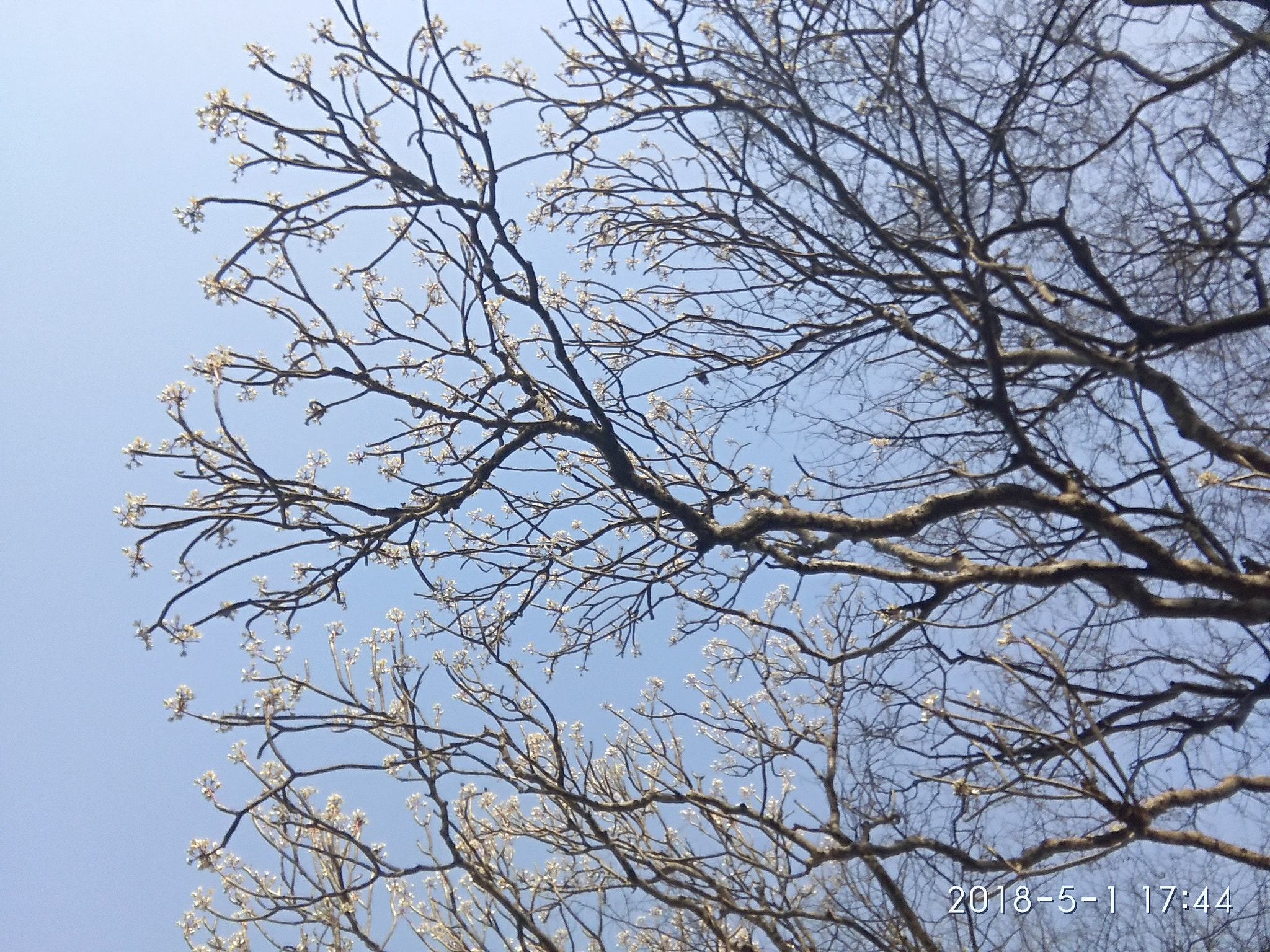 Xiaomi Redmi Note3 sample photo