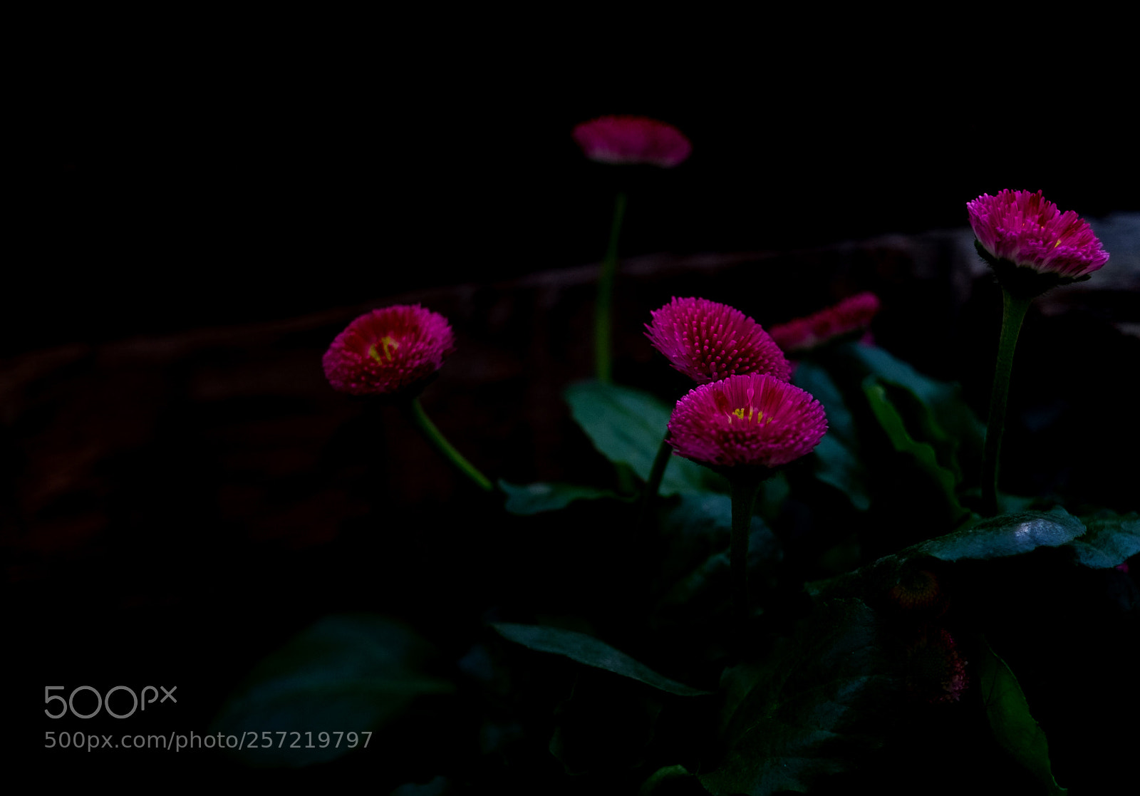 Fujifilm X-Pro1 sample photo. 枯木上的雏菊 photography