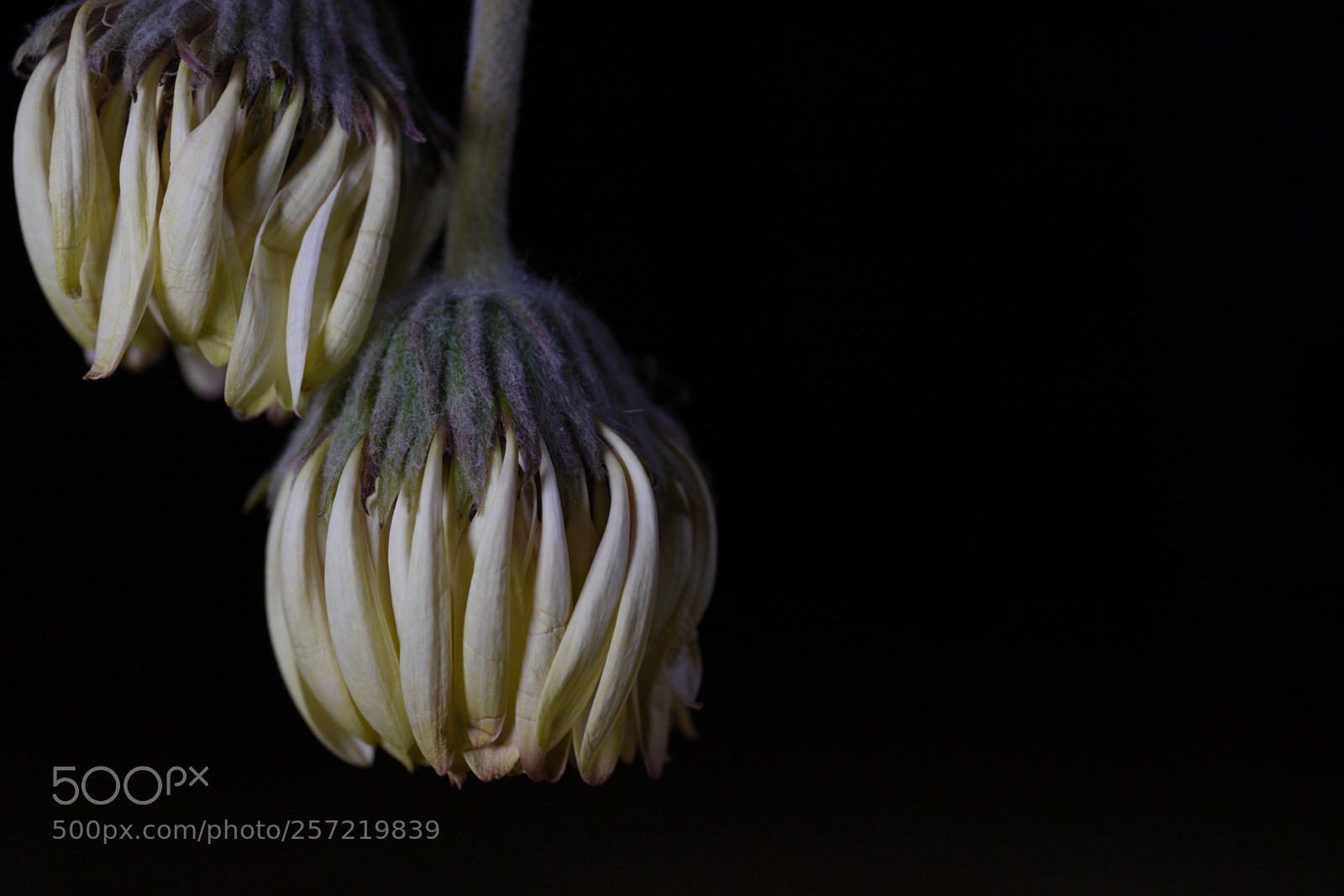 Canon EF 24-70mm F4L IS USM sample photo. Remember me... iv photography