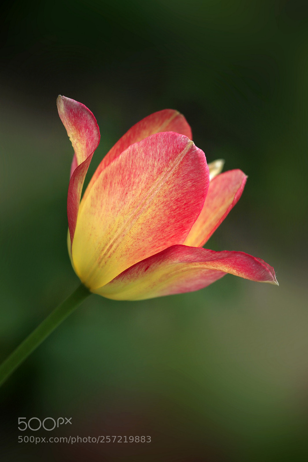 Canon EOS 5D Mark II sample photo. Beautiful tulip photography