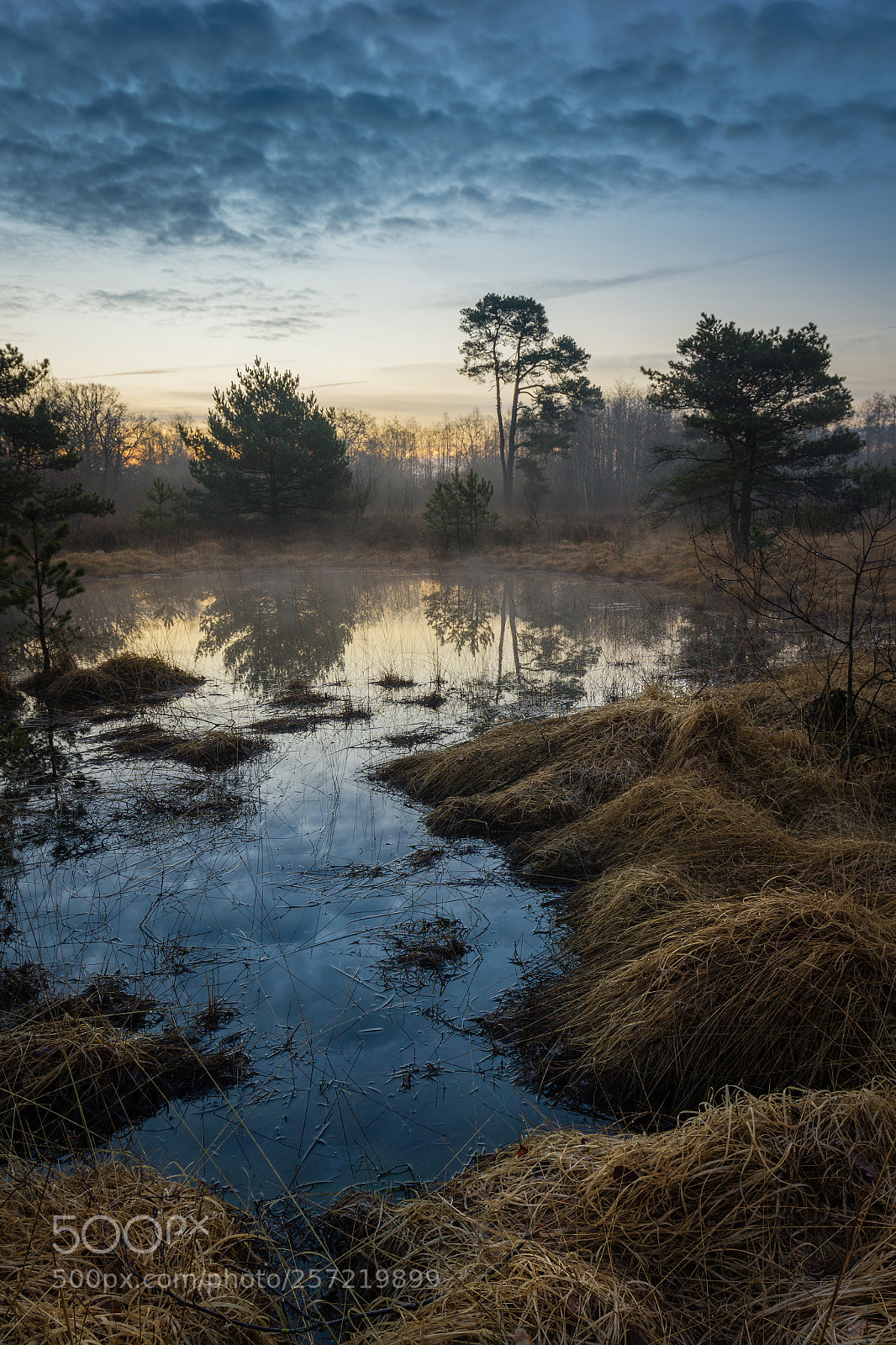 Canon EOS 550D (EOS Rebel T2i / EOS Kiss X4) sample photo. Tikkebroek fen photography