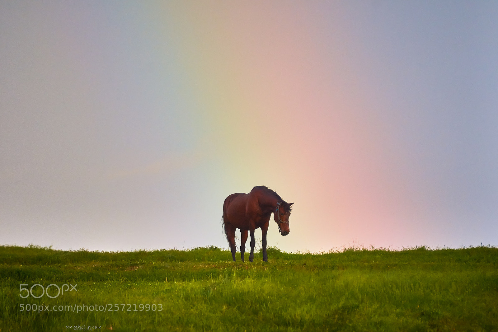 Nikon D7200 sample photo. Unicorn photography