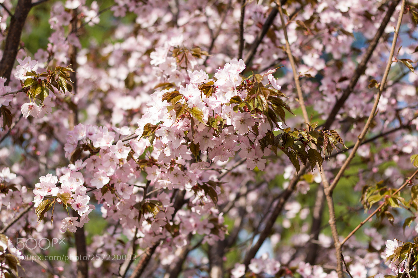 Canon EOS 70D sample photo. Spring mood in moscow photography