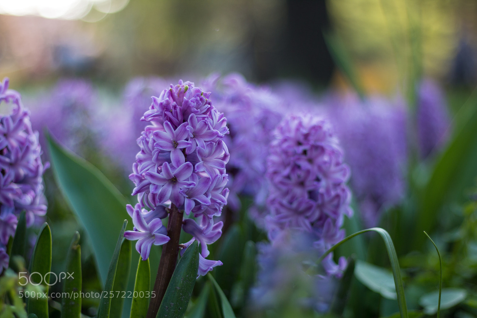 Canon EOS 70D sample photo. Flowering hyacinths photography