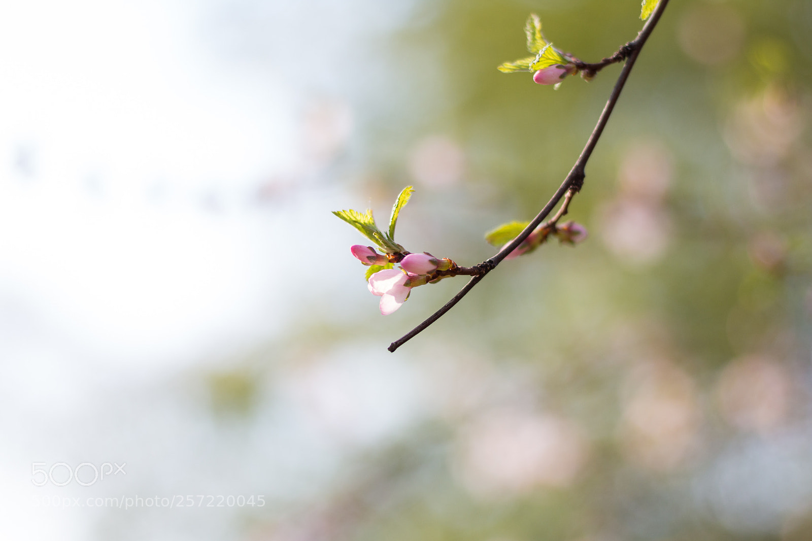 Canon EOS 70D sample photo. Pure spring photography
