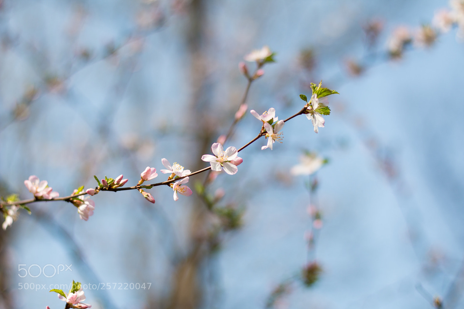 Canon EOS 70D sample photo. Simplicity photography