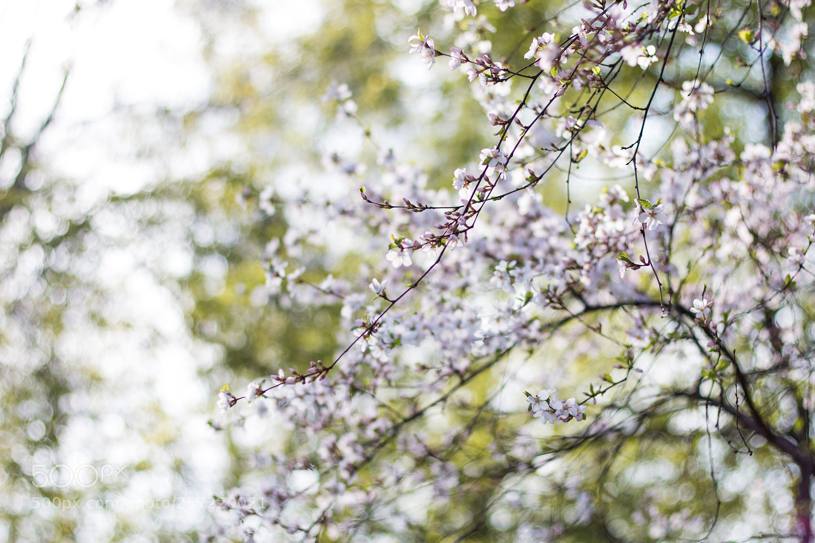 Canon EOS 70D sample photo. Cherry blossoms photography