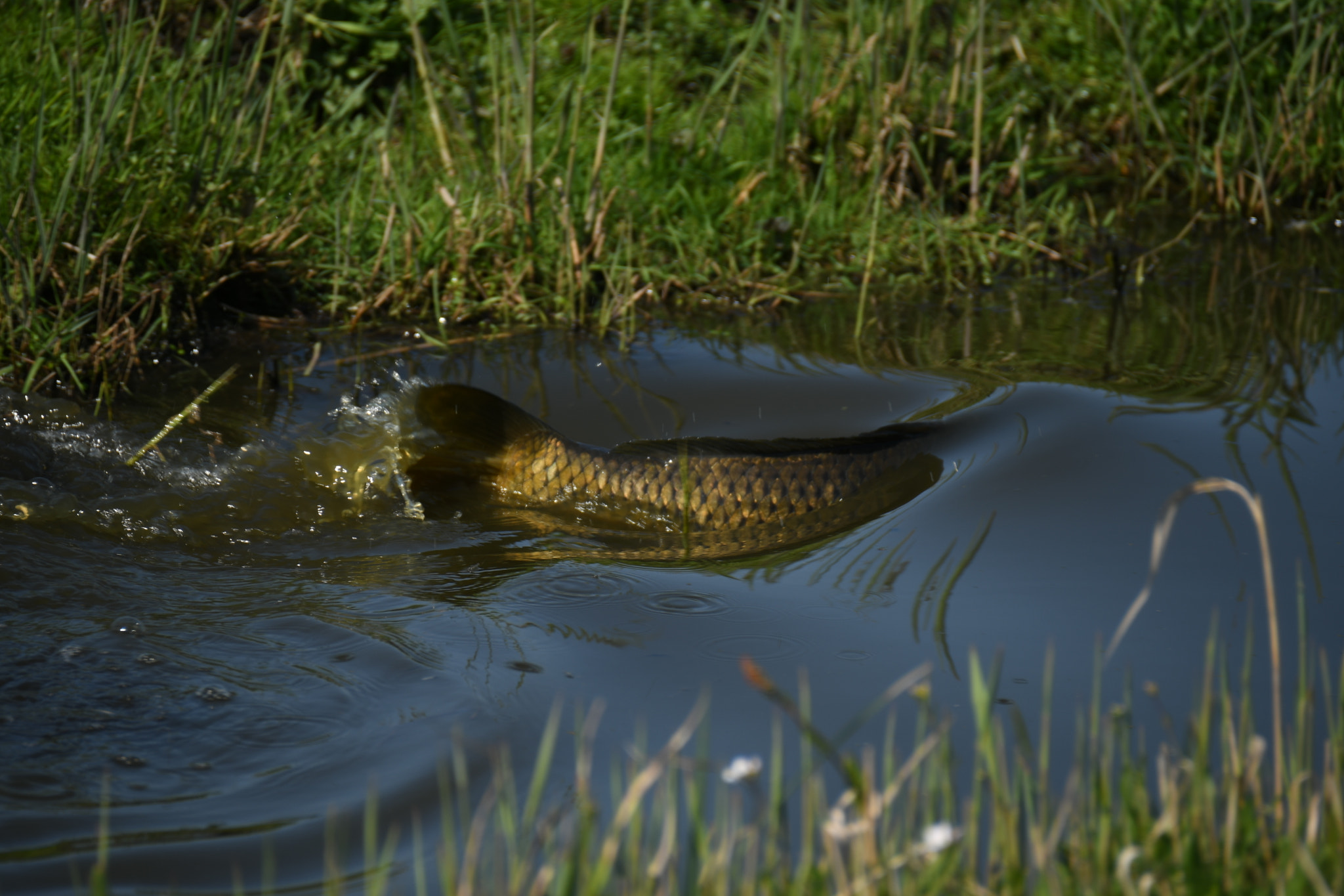 Nikon D500 sample photo. Carp moving photography