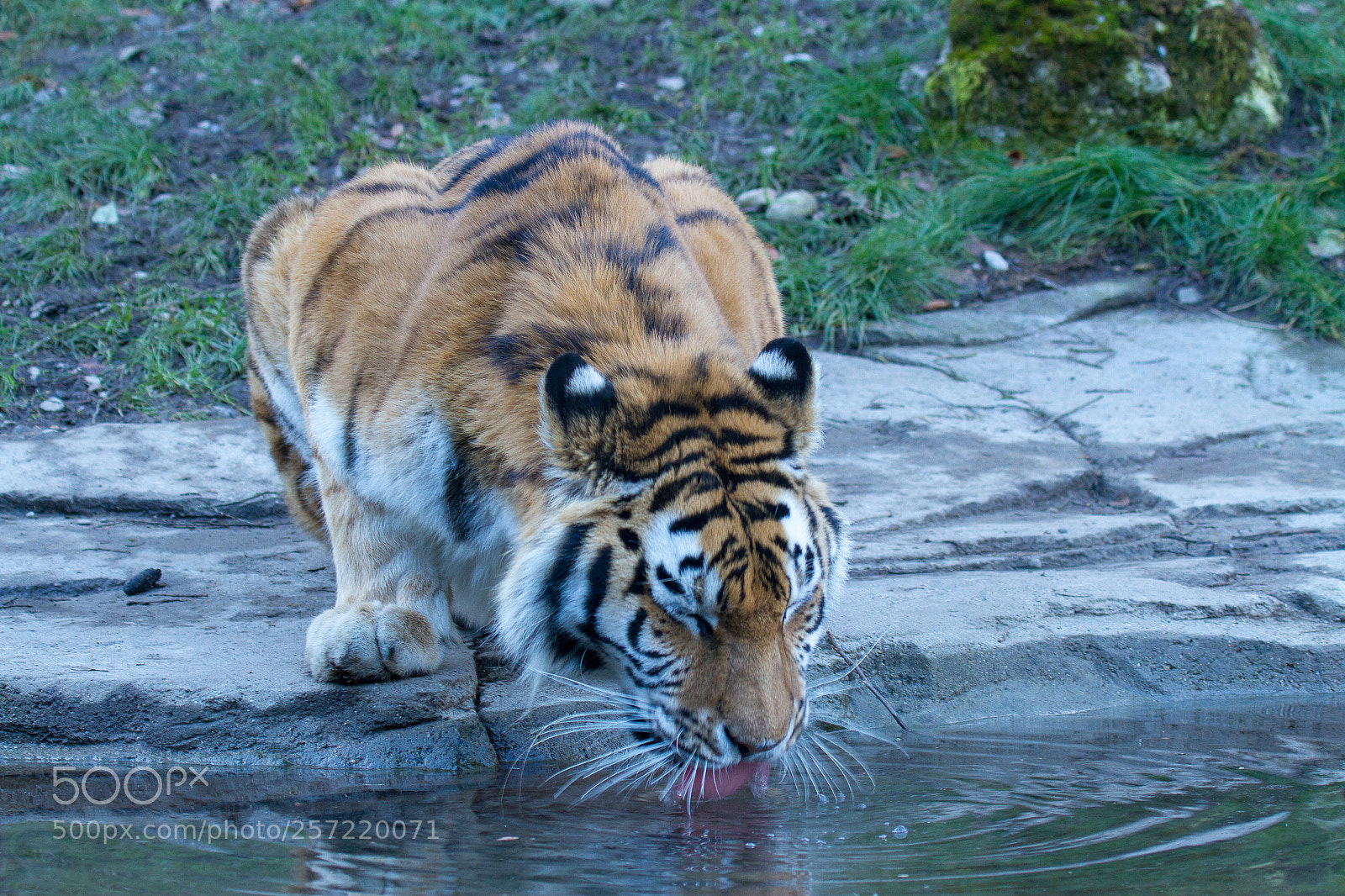 Canon EOS 7D sample photo. Durstiger tiger photography