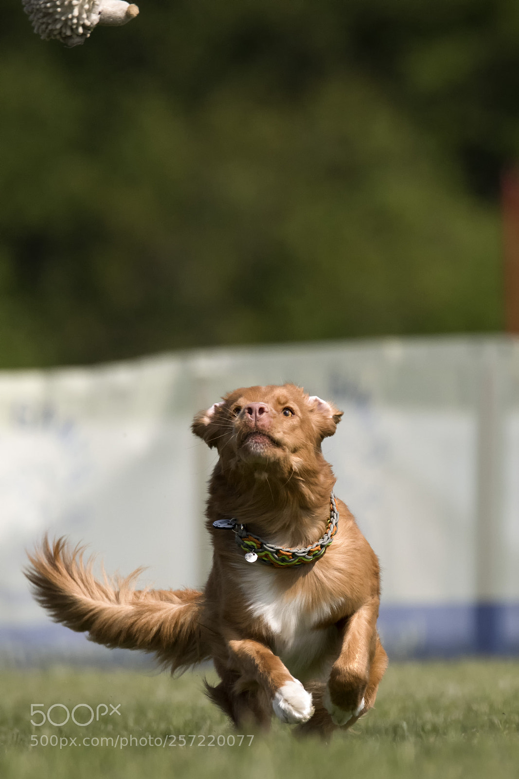 Nikon D500 sample photo. Focus photography