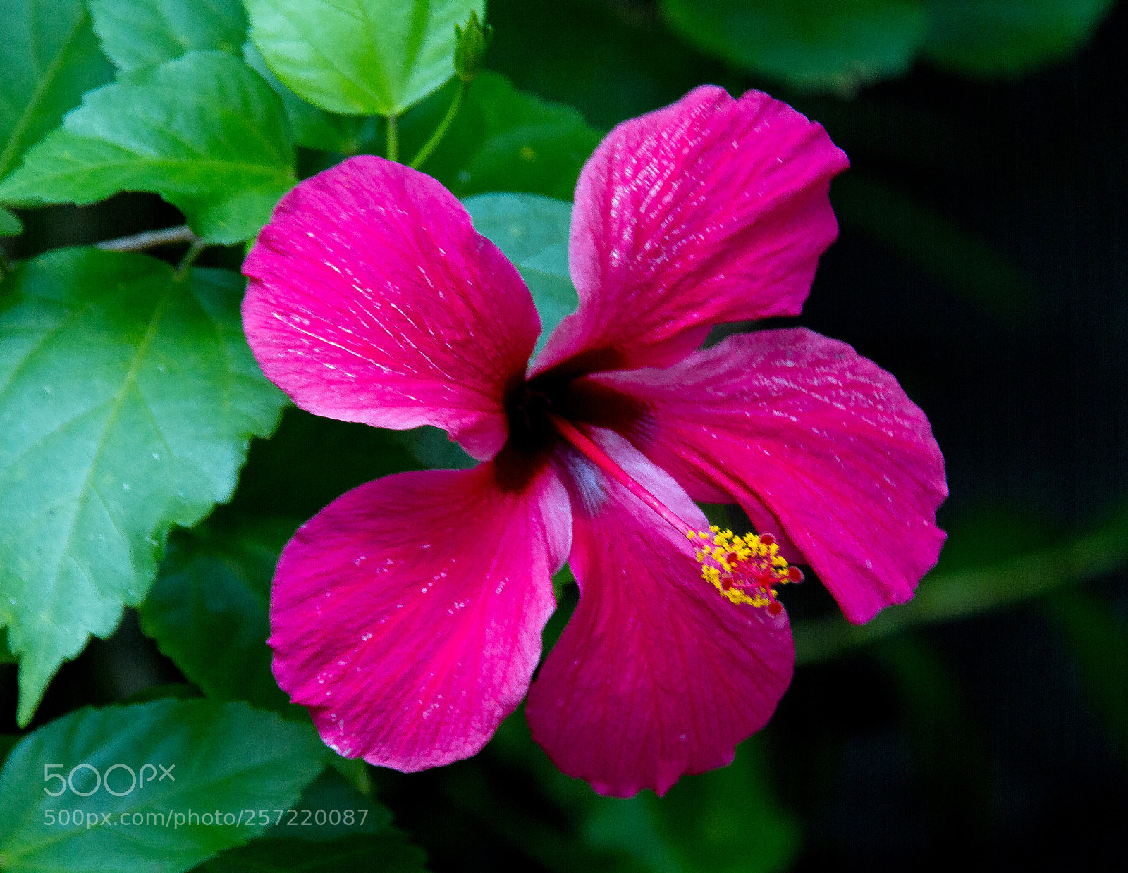Canon EOS 7D sample photo. Img photography