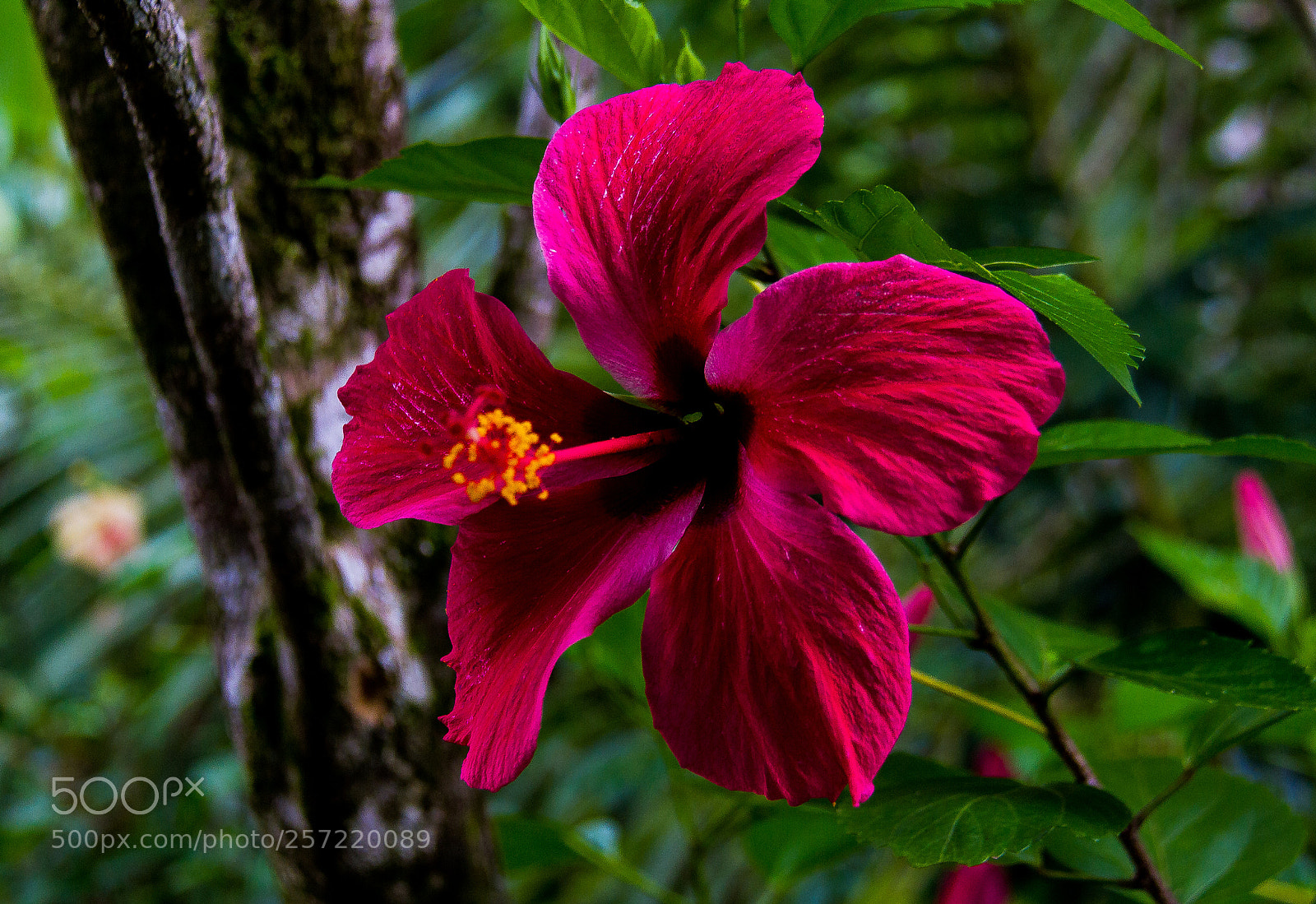 Canon EOS 7D sample photo. Flowers photography