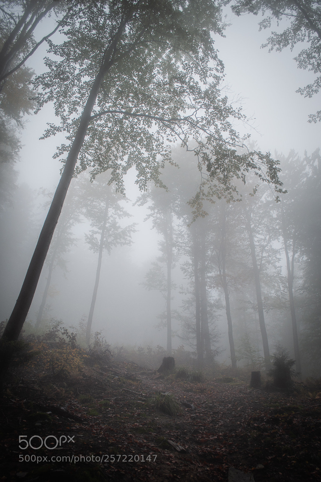 Nikon D5000 sample photo. Misty trees photography