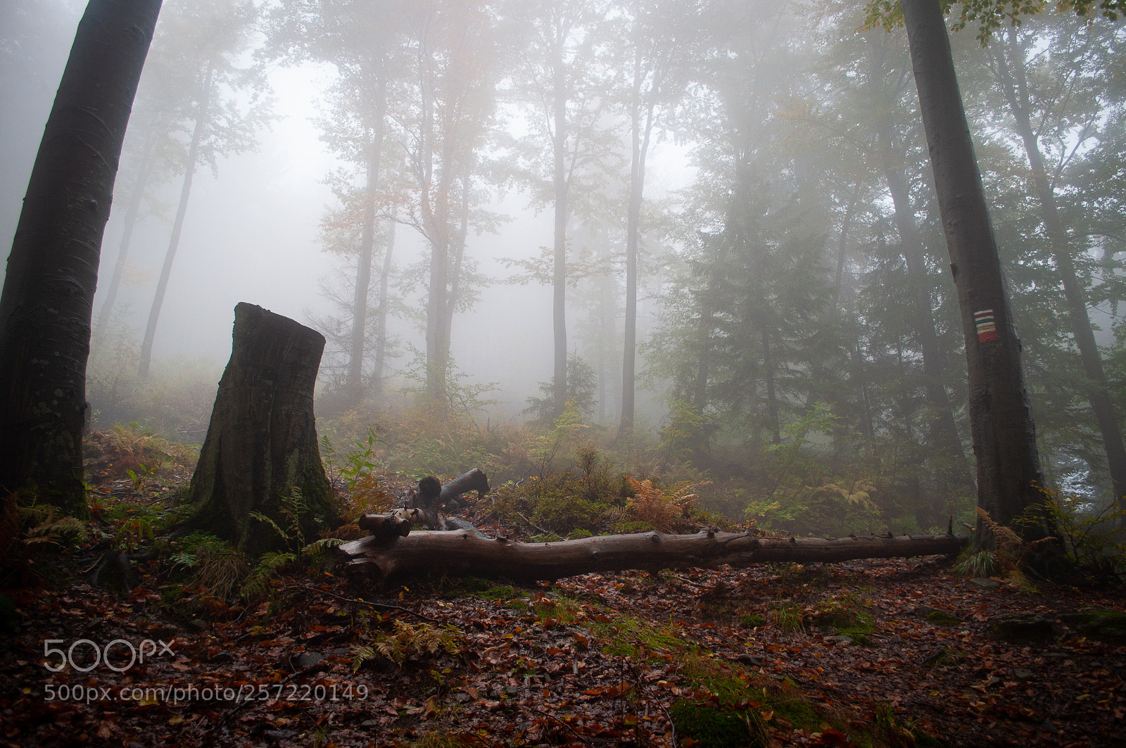 Nikon D5000 sample photo. Nature call photography